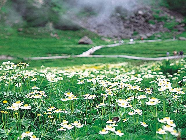 乗鞍岳のお花畑の画像 1枚目