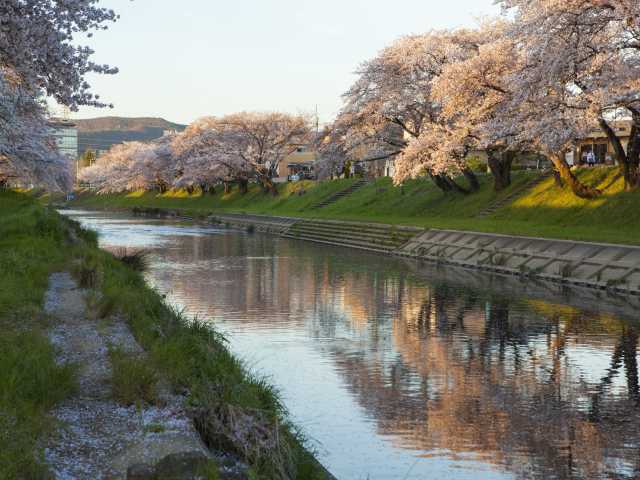 新境川堤の桜(百十郎桜)