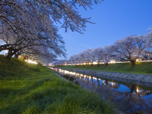新境川堤の桜(百十郎桜)の画像 4枚目
