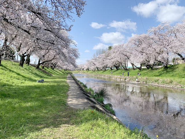 新境川堤の桜(百十郎桜)