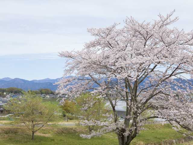霞間ヶ渓公園の桜