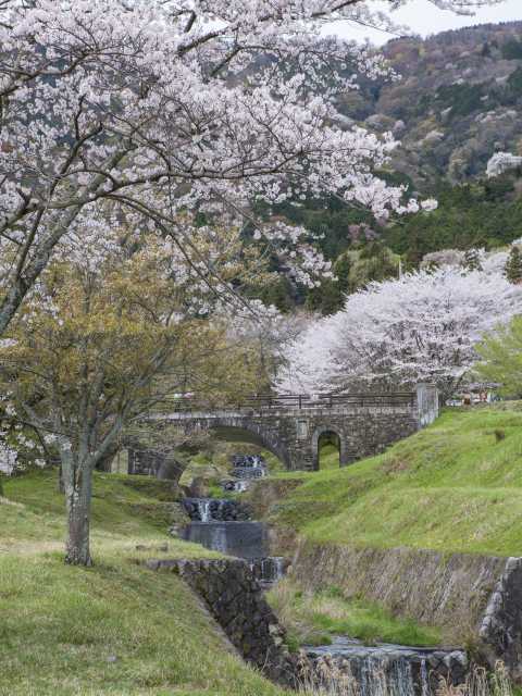 霞間ヶ渓公園の桜の画像 3枚目