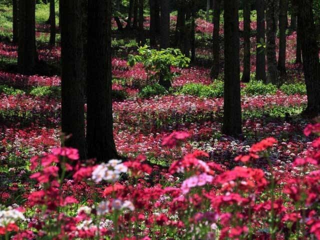 県立自然公園 宇津江 四十八滝 花の森 山野草花園の画像 3枚目