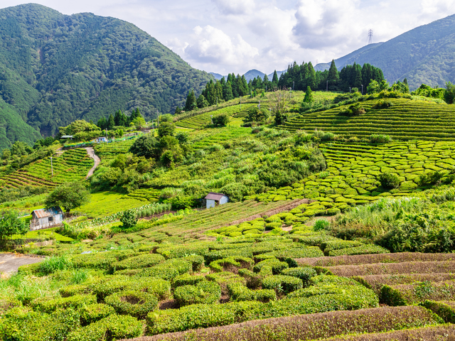 天空の茶畑の画像 1枚目