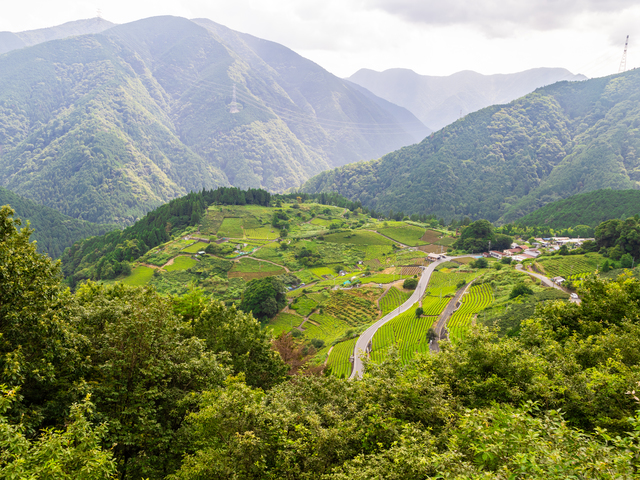 天空の茶畑の画像 2枚目