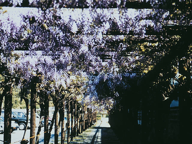 渋川公園のフジ