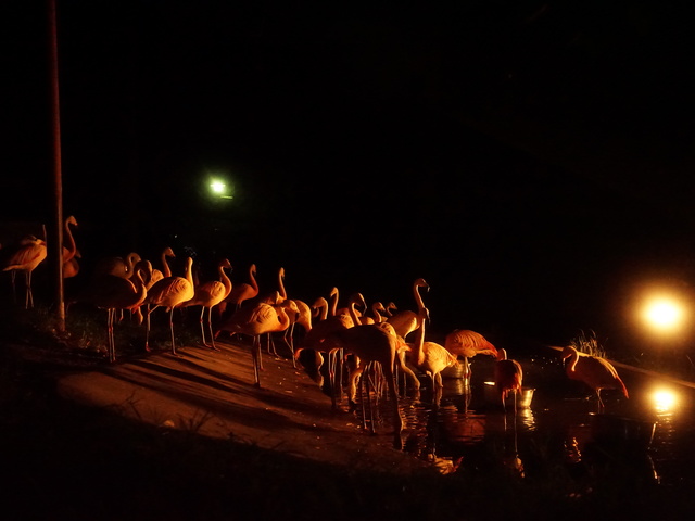 池田動物園の画像 4枚目