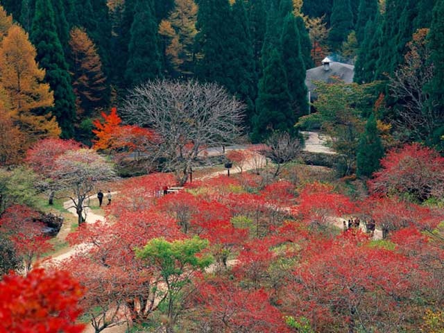 岡山県立森林公園のマルバマンサクの画像 1枚目