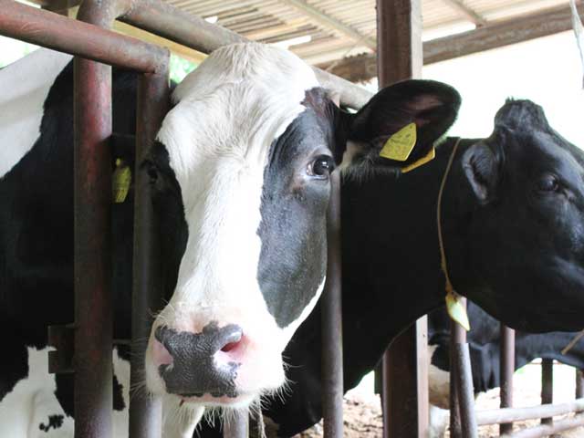 安富牧場ファミーユの画像 4枚目