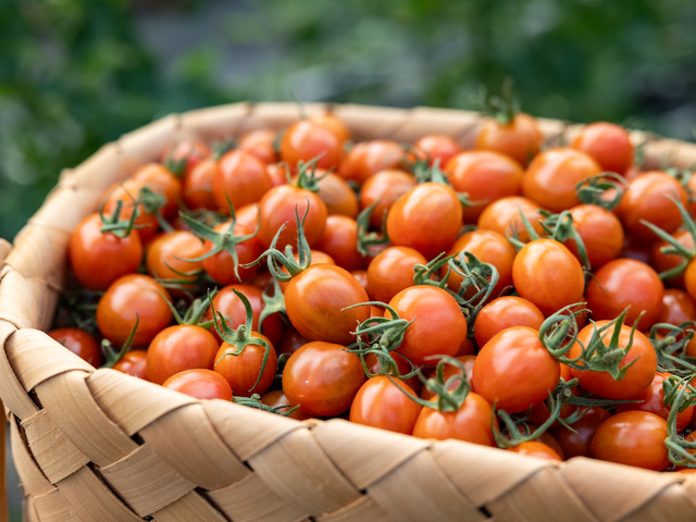 グランパークせとうち農園の画像 2枚目