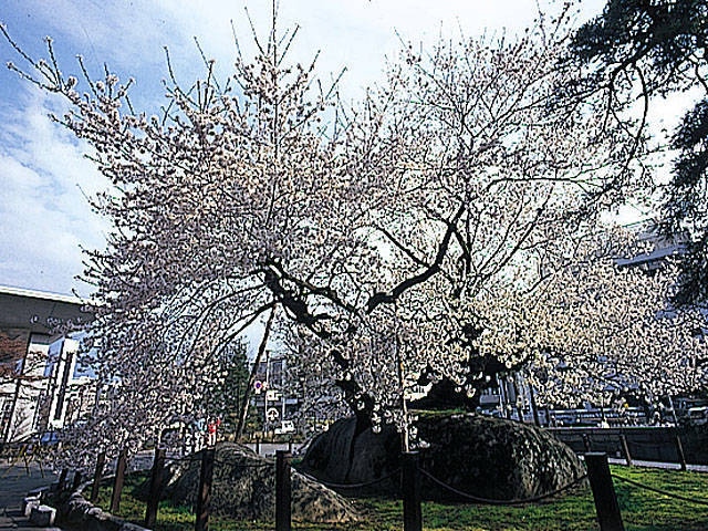 石割桜の画像 4枚目