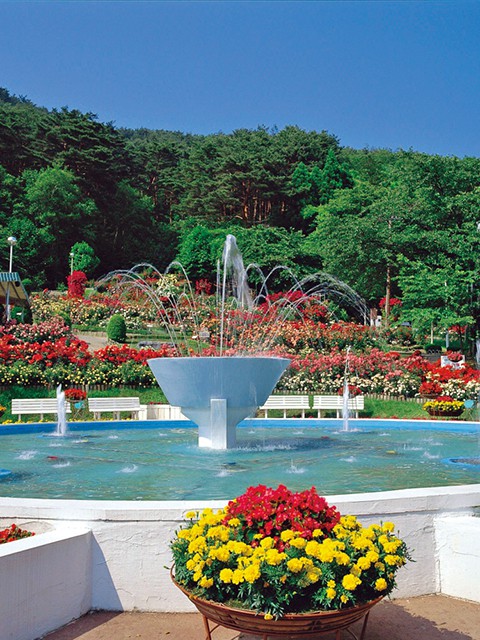 花巻温泉バラ園の画像 3枚目