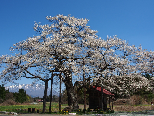 弘法桜の画像 1枚目