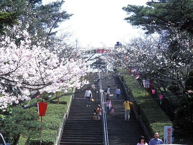 一の谷公園の桜の画像 1枚目