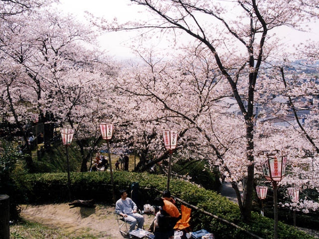 安来公園の桜の画像 1枚目