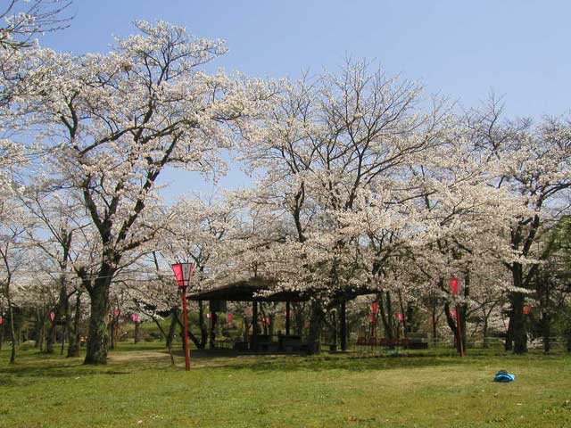 丸子山公園の桜の画像 1枚目