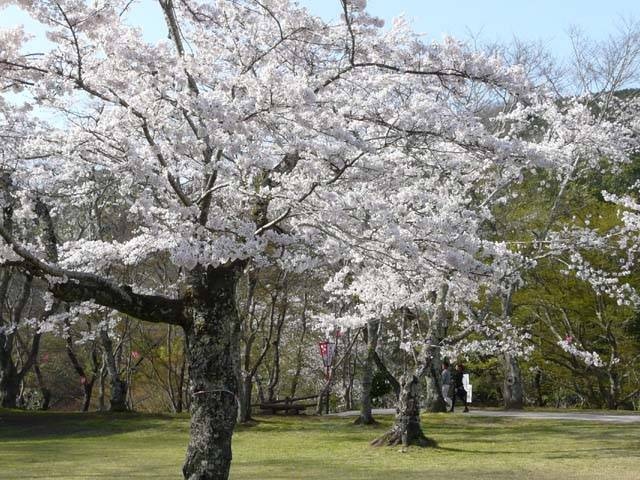 尾関山公園の桜の画像 4枚目