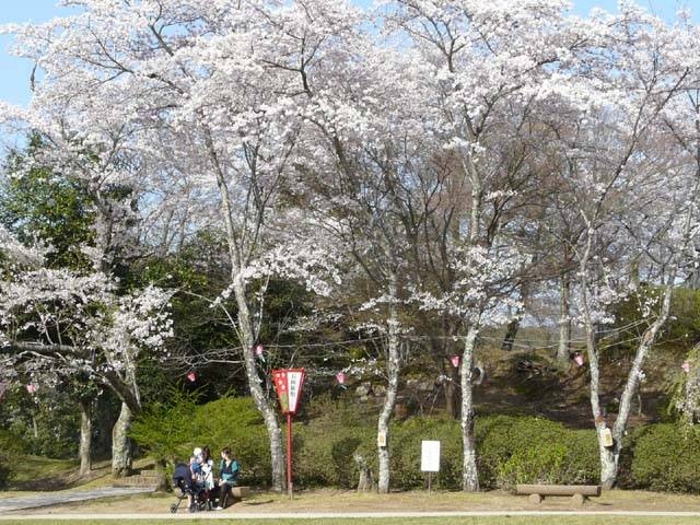 尾関山公園の桜の画像 2枚目