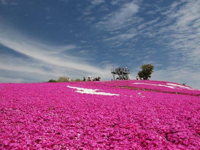 Flower village 花夢の里