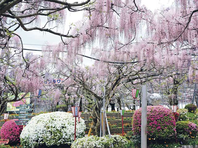 せらふじ園の画像 1枚目