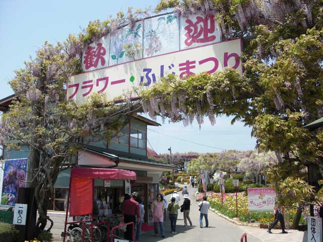 フラワーパークせらふじ園
