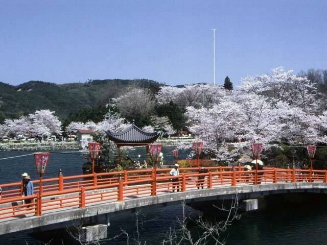 上野公園の桜の画像 1枚目