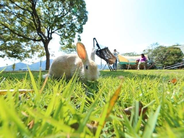休暇村大久野島キャンプ場の画像 3枚目