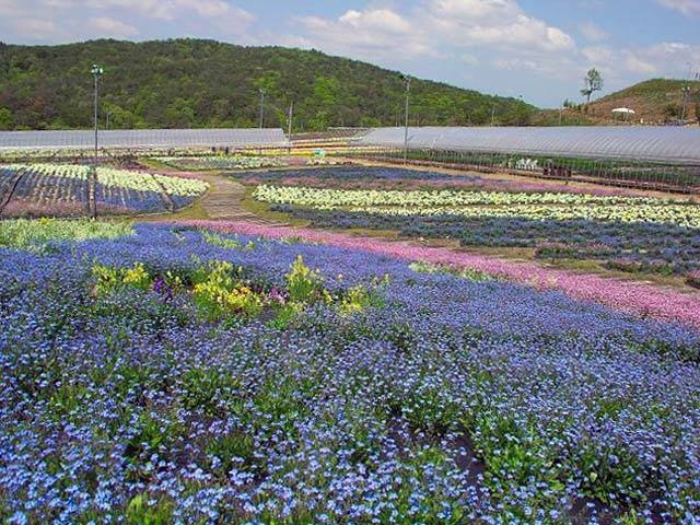 花の駅せら