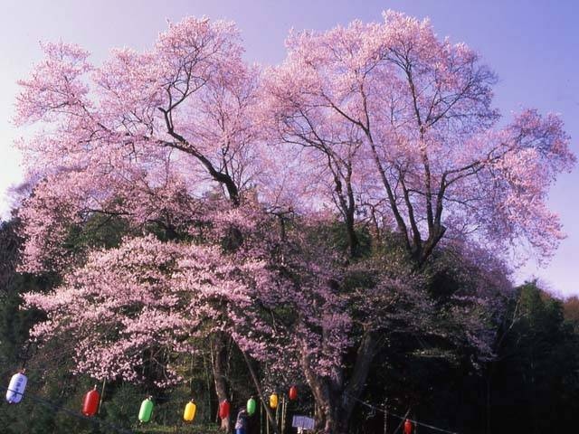 吉良のエドヒガン(桜)の画像 4枚目