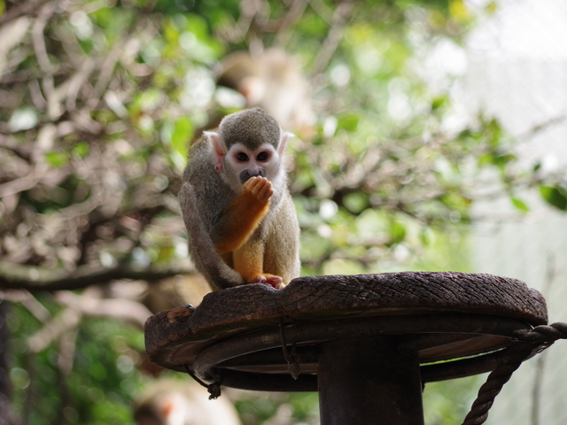 とくしま動物園 STELLA PRESCHOOL ANIMAL KINGDOMの画像 1枚目