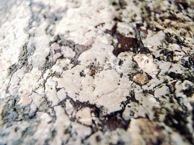 シルリア紀紅石灰岩