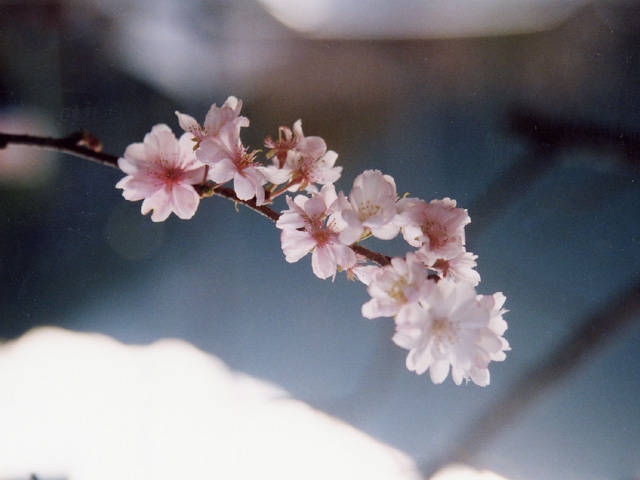上勝の十月桜