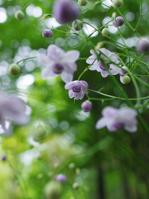 四国山岳植物園 岳人の森の画像 2枚目