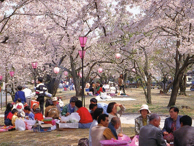 すすきヶ原の桜の画像 2枚目