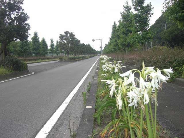 南レク街路(主要地方道 宇和島下波津島線)の画像 1枚目