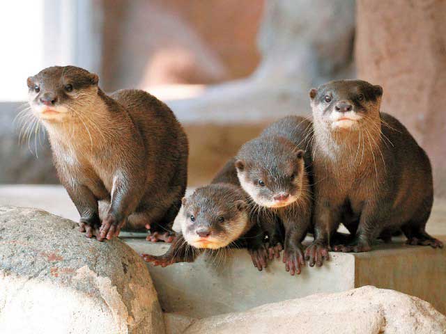 愛媛県立とべ動物園