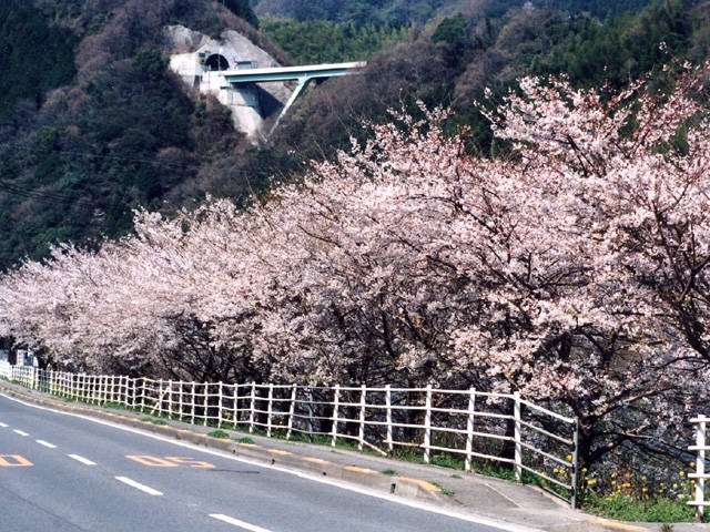 桜三里のサクラ