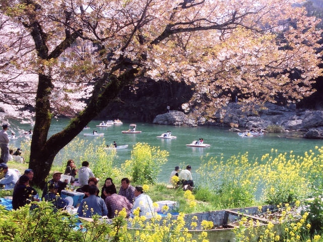 桜淵公園の桜
