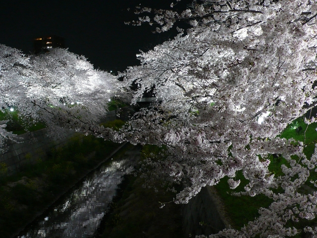 山崎川四季の道の桜の画像 3枚目
