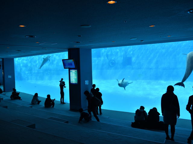 名古屋港水族館の画像 3枚目