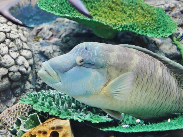 碧南海浜水族館の画像 4枚目