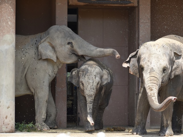 東山動植物園の画像 3枚目