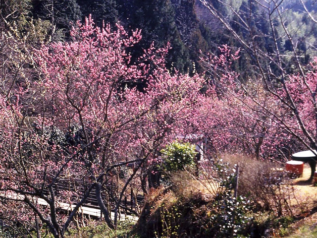 王滝渓谷の梅