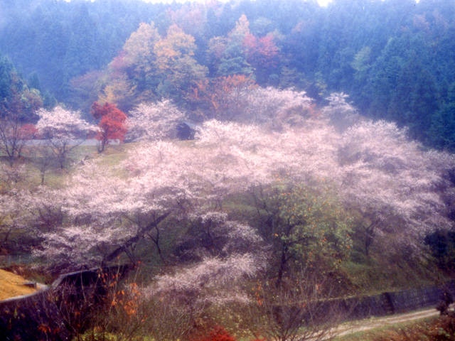 小原の四季桜の画像 2枚目