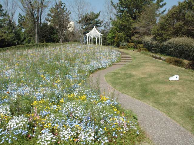 名古屋港ワイルドフラワーガーデン ブルーボネットの画像 3枚目