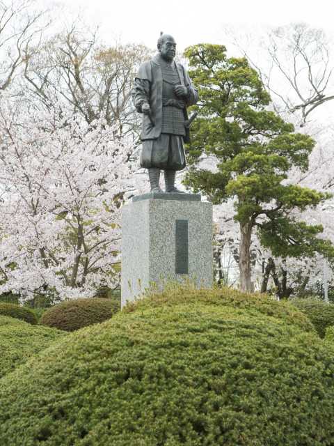 岡崎公園の桜の画像 2枚目