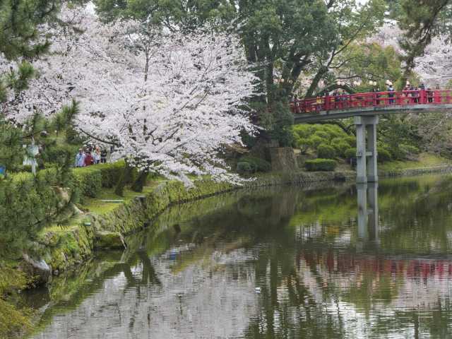 岡崎公園の桜の画像 1枚目