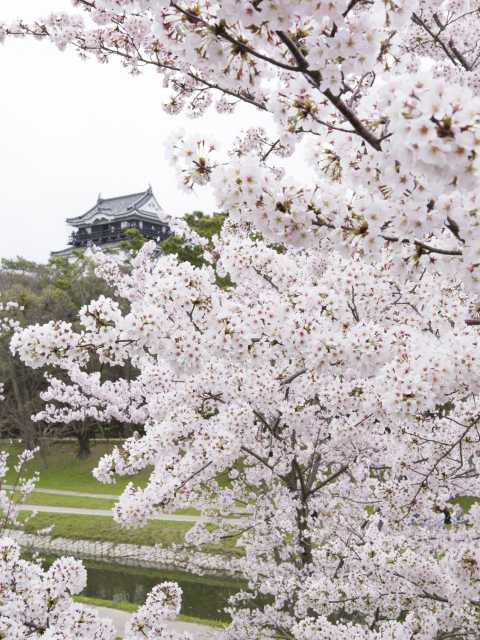岡崎公園の桜の画像 3枚目