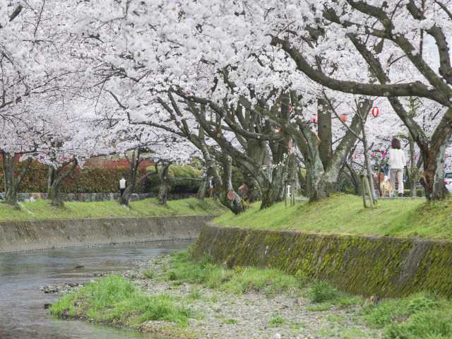 大口町 五条川の桜並木の画像 2枚目