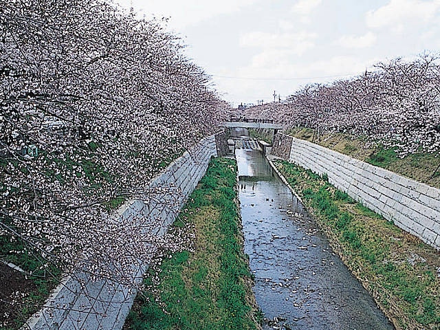 山崎川四季の道の桜の画像 1枚目